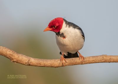 Geelsnavelkardinaal - Yellow-Billed Cardinal - Paroaria capitata