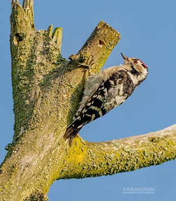 Kleine bonte specht - Lesser spotted woodpecker - dendrocopos minor