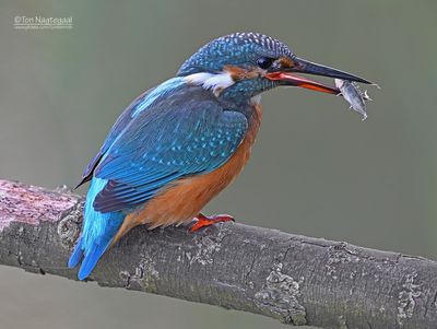 IJsvogel - Common kingfisher - Alcedo atthis 