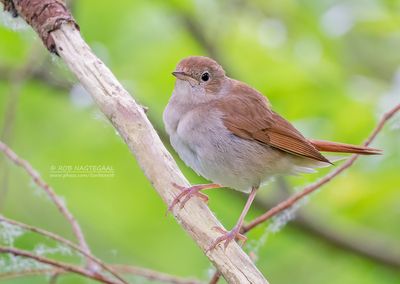 Nachtegaal - Nightingale - Luscinia megarhynchos