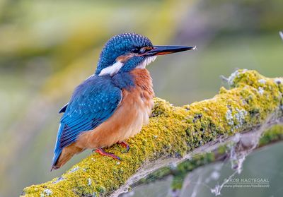 IJsvogel - Common kingfisher - Alcedo atthis 