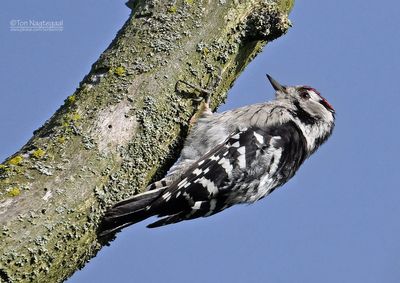 Kleine bonte specht - Lesser spotted woodpecker - dendrocopos minor