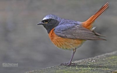 Gekraagde roodstaart - Common redstart - Phoenicurus phoenicurus