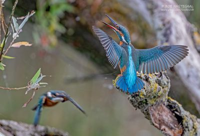 IJsvogel - Common kingfisher - Alcedo atthis 