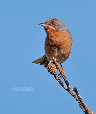 Westelijke baardgrasmus - Western Subalpine Warbler - Sylvia iberiae