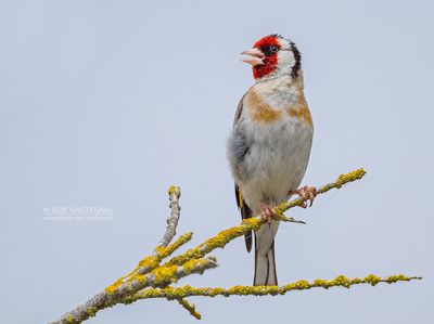 Putter - Goldfinch - Carduelis carduelis