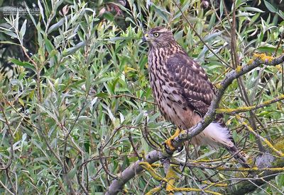 Havik - Northern Goshawk - Accipiter gentellis