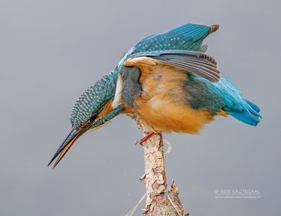 IJsvogel - Common kingfisher - Alcedo atthis 