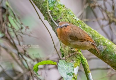 Rosse muggeneter - Rufous Gnateater - Conopophaga lineata