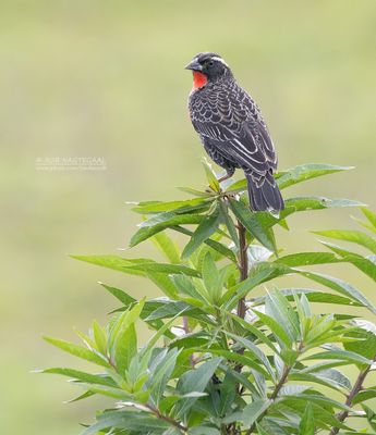 Witbrauwsoldatenspreeuw - White-browed meadowlark - Leistes superciliaris