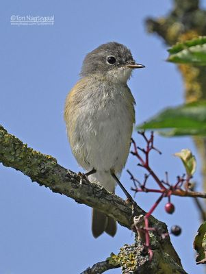 Braamsluiper - Lesser Whitethroat -Silvia curruca
