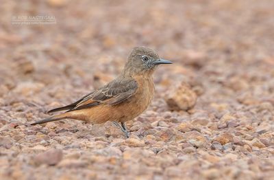 Zwaluwtiran - Cliff Flycatcher - Hirundinea ferruginea bellicosa