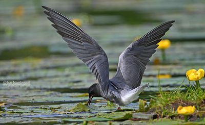 Zwarte stern - Black tern - Chlidonias nigra
