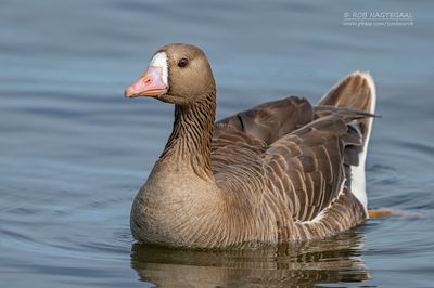 Kolgans - Greater white-fronted goose - Anser albifrons