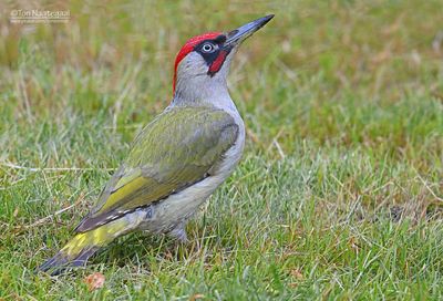 Groene Specht - Green Woodpecker - Picus viridus