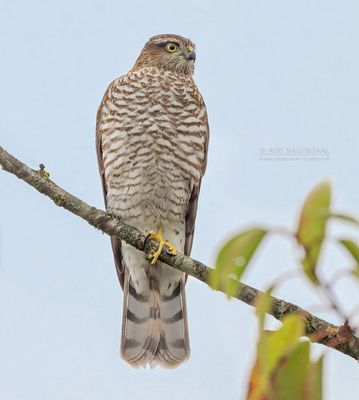 Sperwer - Sparrowhawk - Accipiter nisus