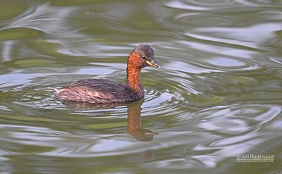 Dodaars - Little grebe - Tachybaptus ruficollis