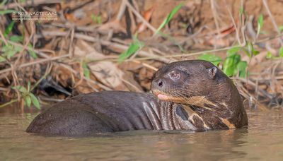 Reuzenotter - Giant Otter - Pteronura brasiliensis