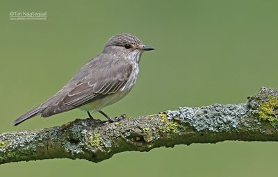Grauwe Vliegenvanger - Spotted Flycatcher - Musicapa striata