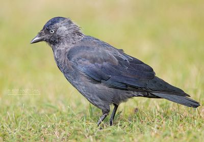 Kauw - Jackdaw -  Corvus monedula