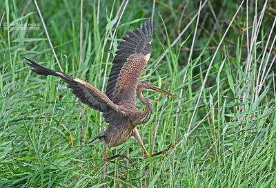 Purperreiger - Purple Heron - Ardea purpurea