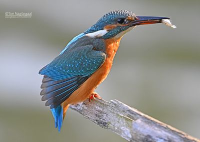 IJsvogel - Common kingfisher - Alcedo atthis