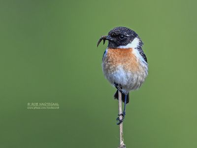 Roodborsttapuit - Stonechat - Saxicola rubicola