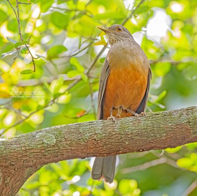 Roodbuiklijster - Rufous-bellied Thrush - Turdus rufiventris
