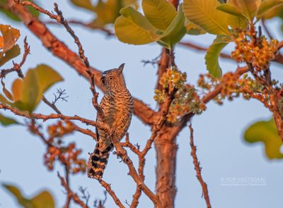 Gebandeerde mierklauwier - Barred Antshrike - Thamnophilus doliatus