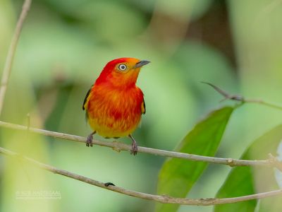 Bandstaartmanakin - Band-tailed Manakin - Pipra fasciicauda