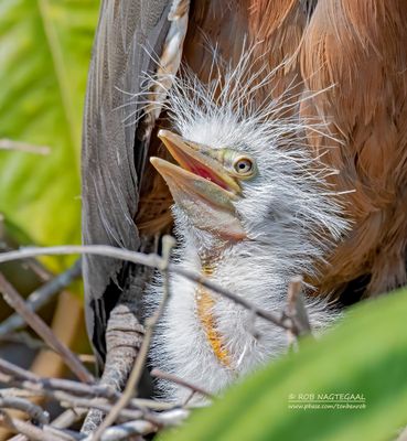 Rosse tijgerroerdomp - Rufescent tiger heron - Tigrisoma lineatum