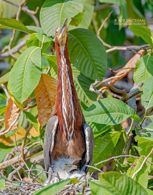 Rosse tijgerroerdomp - Rufescent tiger heron - Tigrisoma lineatum