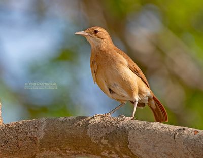 Rosse ovenvogel - Rufous Hornero - Furnarius rufus