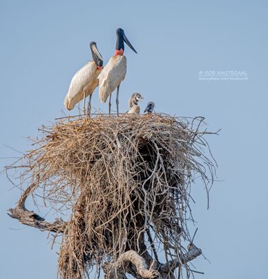 Jabiroe - Jabiru -Jabiru mycteria