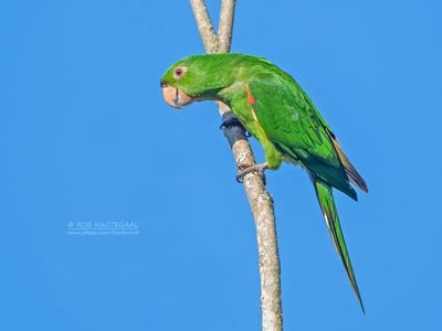 Witoogaratinga - White-eyed Parakeet - Psittacara leucophthalmus