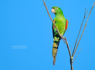 Witoogaratinga - White-eyed Parakeet - Psittacara leucophthalmus