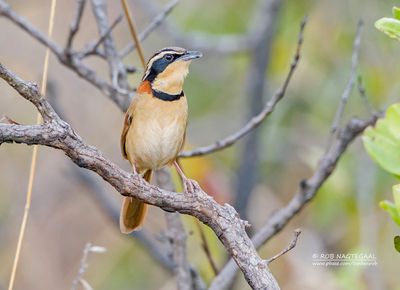 Diadeemmaansluiper - Collared Crescentchest - Melanopareia torquata
