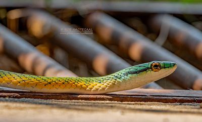 Giant Parrot Snake - Leptophis ahaehatulla