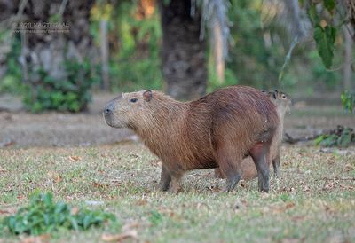 Capibara - Capybara - Hydrochoerus hydrochaeris
