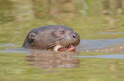 Reuzenotter - Giant Otter - Pteronura brasiliensis