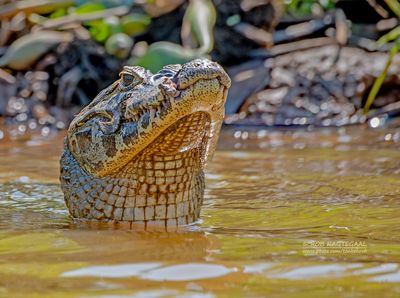 Yacarekaaiman - Yacare caiman - Caiman yacare Yacarekaaiman - Yacare caiman - Caiman yacare
