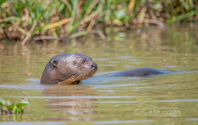 Reuzenotter - Giant Otter - Pteronura brasiliensis
