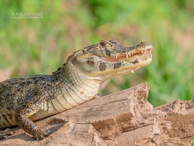 Yacarekaaiman - Yacare caiman - Caiman yacare Yacarekaaiman - Yacare caiman - Caiman yacare