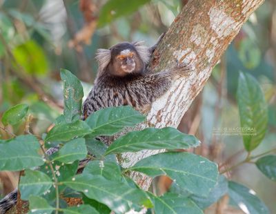 Gewoon penseelaapje - Common marmoset - Callithrix jacchus