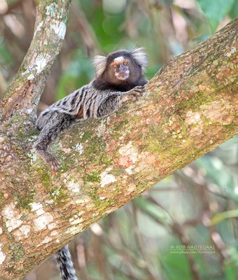 Gewoon penseelaapje - Common marmoset - Callithrix jacchus