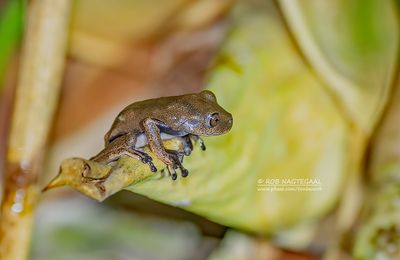 Boomkikker - Tree-frog spec