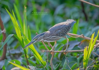 Mangrovereiger - Straited heron - Butorides striata
