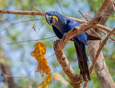 Hyacintara - Hyacinth macaw - Anodorhynchus hyacinthinus