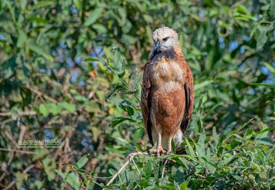 Moerasbuizerd - Black-collared Hawk - Busarellus nigricollis