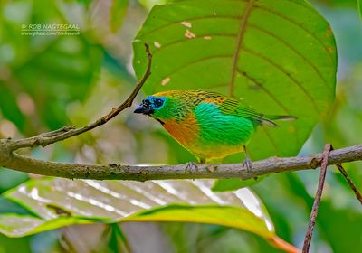 Oranjeborsttangare - Brassy-Breasted Tanager - Tangara desmaresti